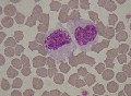 monocytes félins